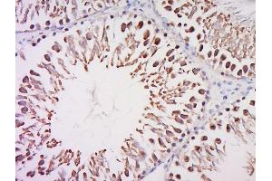 Paraformaldehyde-fixed, paraffin embedded rat testis, Antigen retrieval by boiling in sodium citrate buffer (pH6) for 15min, Block endogenous peroxidase by 3% hydrogen peroxide for 30 minutes, Blocking buffer (normal goat serum) at 37°C for 20min, Antibody incubation with Rabbit Anti-TFIID/TATA binding protein TBP Polyclonal Antibody, Unconjugated  at 1:200 overnight at 4°C, followed by a conjugated secondary for 90 minutes and DAB staining. (TBP antibody  (AA 201-339))