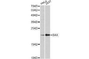 Western blot analysis of extracts of various cell lines, using BAX antibody (ABIN5997286) at 1:3000 dilution. (BAX antibody)