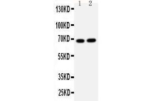 Anti-Lamin B2 antibody, Western blotting Lane 1: HELA Cell Lysate Lane 2: U87 Cell Lysate
