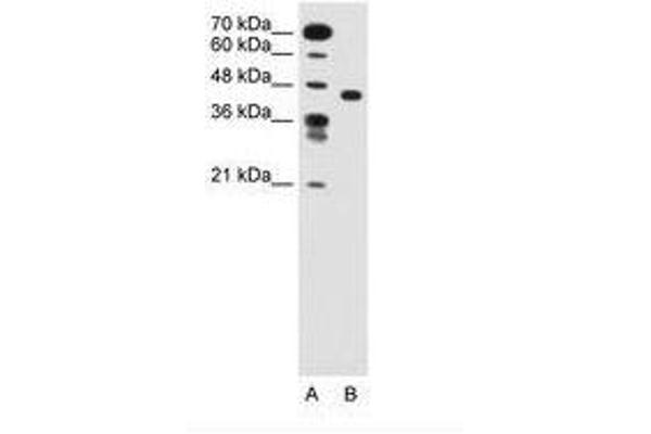 SLC35C1 Antikörper  (AA 51-100)