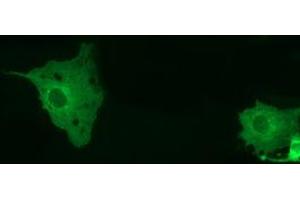 Anti-MTMR14 mouse monoclonal antibody (ABIN2453333) immunofluorescent staining of COS7 cells transiently transfected by pCMV6-ENTRY MTMR14 (RC207732). (MTMR14 antibody)
