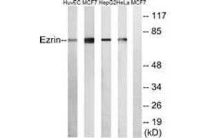 Western blot analysis of extracts from HuvEc/MCF-7/HepG2/HeLa cells, using Ezrin Antibody.