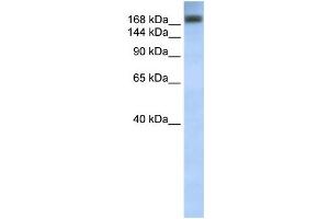 WB Suggested Anti-ADAR Antibody Titration:  0. (ADAR antibody  (C-Term))