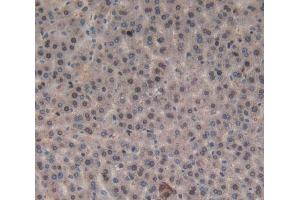 IHC-P analysis of liver tissue, with DAB staining. (Orexin A antibody  (AA 32-123))