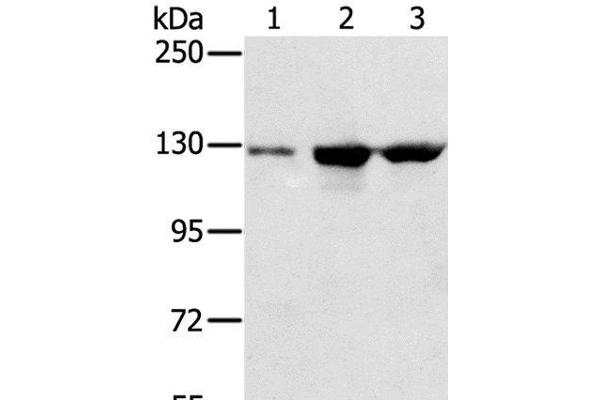 NAT10 antibody