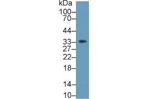 Western Blot; Sample: Human K562 cell lysate; Primary Ab: 2µg/ml Rabbit Anti-Rat HABP1 Antibody Second Ab: 0. (C1QBP antibody  (AA 72-279))