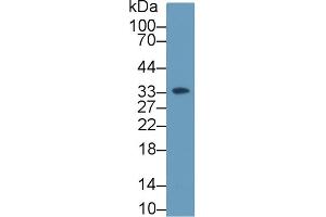 Western Blot; Sample: Human K562 cell lysate; Primary Ab: 2µg/ml Rabbit Anti-Rat HABP1 Antibody Second Ab: 0.