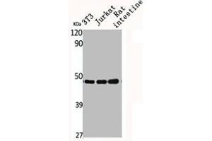 Western Blot analysis of NIH-3T3 Jurkat RAT-intestine cells using CSN3 Polyclonal Antibody