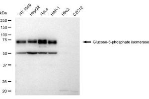 Western blotting analysis using Glucose-6-phosphate isomerase antibody (ABIN7798734).