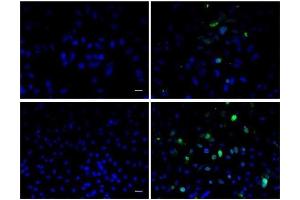 Image provided by One World Lab validation program. (BrdU antibody)