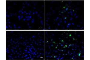 Image provided by One World Lab validation program. (BrdU antibody)