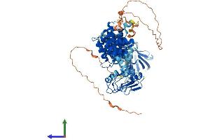 AlphaFold protein structure predicition of Human Recombinant CMIP Protein, UniprotID Q8IY22