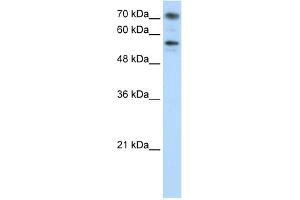 WB Suggested Anti-BRD7 Antibody Titration:  0. (BRD7 antibody  (C-Term))