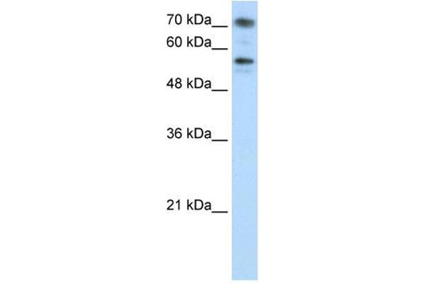 BRD7 antibody  (C-Term)