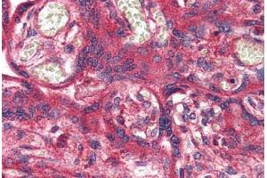 Anti-OR51E1 antibody  ABIN1049182 IHC staining of human placenta. (OR51E1 antibody  (Internal Region))