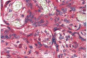 Anti-OR51E1 antibody  ABIN1049182 IHC staining of human placenta.