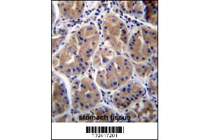 RAB27B Antibody immunohistochemistry analysis in formalin fixed and paraffin embedded human stomach tissue followed by peroxidase conjugation of the secondary antibody and DAB staining. (RAB27B antibody  (AA 121-150))