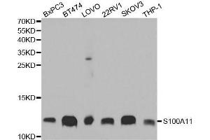 Western blot analysis of extracts of various cell lines, using S100A11 antibody. (S100A11 antibody  (AA 1-105))