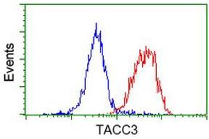 Image no. 3 for anti-Transforming, Acidic Coiled-Coil Containing Protein 3 (TACC3) antibody (ABIN1498095) (TACC3 antibody)