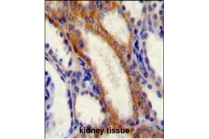 STIM1 Antibody (C-term) (ABIN654073 and ABIN2843969) immunohistochemistry analysis in formalin fixed and paraffin embedded human kidney tissue followed by peroxidase conjugation of the secondary antibody and DAB staining. (STIM1 antibody  (C-Term))