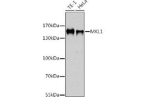 Western blot analysis of extracts of various cell lines, using MKL1 antibody  at 1:1000 dilution. (MKL1 antibody  (AA 1-280))