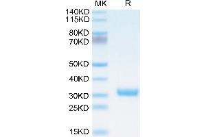 Biotinylated Cynomolgus BTN3A1/CD277 on Tris-Bis PAGE under reduced condition. (BTN3A1 Protein (AA 1-219) (His-Avi Tag,Biotin))