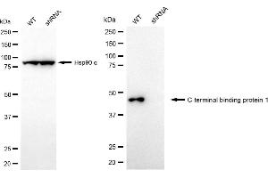Western blotting analysis using C-terminal binding protein 1 antibody (ABIN7797815). (Recombinant CTBP1 antibody)