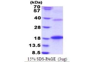 SDS-PAGE (SDS) image for Bone Morphogenetic Protein 8B (BMP8) (AA 264-402) protein (His tag) (ABIN5853786)