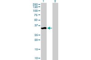 Western Blot analysis of ZMAT3 expression in transfected 293T cell line by ZMAT3 MaxPab polyclonal antibody. (ZMAT3 antibody  (AA 1-289))