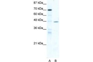 Western Blotting (WB) image for anti-Nuclear Receptor Subfamily 2, Group F, Member 6 (NR2F6) antibody (ABIN2460630)
