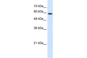 Western Blotting (WB) image for anti-Pregnancy Specific beta-1-Glycoprotein 9 (PSG9) antibody (ABIN2462522) (PSG9 antibody)