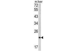 Western blot analysis of SPCS3 antibody (C-term) in mouse liver tissue lysates (35ug/lane).