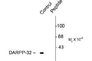 Western blot of rat caudate lysate showing specific immunolabeling of the ~32k DARPP-32 phosphorylated at Thr137 (Control). (DARPP32 antibody  (pSer137))
