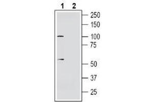 SLC30A10 抗体  (C-Term, Intracellular)