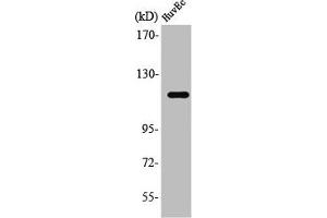 Western Blot analysis of HuvEc cells using ST18 Polyclonal Antibody (ST18 antibody  (N-Term))