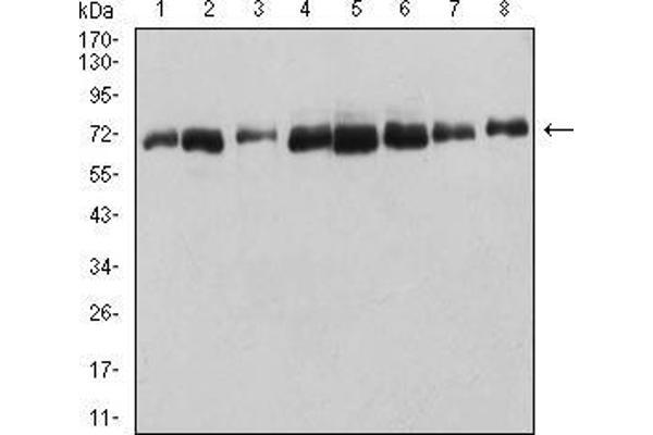 DDX5 anticorps  (AA 475-614)