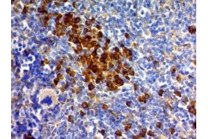 Image no. 2 for anti-CD63 (CD63) antibody (ABIN6188015) (CD63 antibody)
