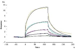 Cynomolgus GITR Ligand, His Tag immobilized on CM5 Chip can bind Cynomolgus GITR, His Tag with an affinity constant of 0. (TNFSF18 Protein (AA 72-199) (His tag))