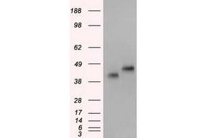 Image no. 1 for anti-Basigin (Ok Blood Group) (BSG) antibody (ABIN1498023) (CD147 antibody)