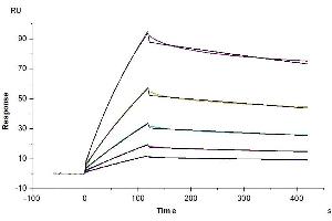 Cynomolgus LILRB2, hFc Tag captured on CM5 Chip via Protein A can bind Cynomolgus HLA-G Tetramer, His Tag with an affinity constant of 52. (HLAG Protein (Tetramer) (HLA-G))