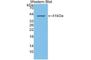 Western Blotting (WB) image for anti-Amphiregulin (AREG) (AA 20-100) antibody (ABIN3209784) (Amphiregulin antibody  (AA 20-100))