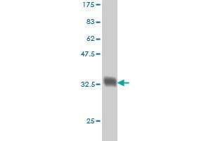 NDUFA9 antibody  (AA 303-377)