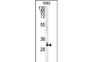 Western blot analysis of C2orf49 Antibody (N-term) (ABIN651382 and ABIN2840213) in K562 cell line lysates (35 μg/lane). (C2orf49 antibody  (N-Term))