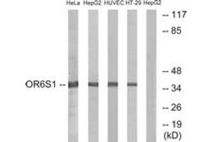 Western blot analysis of extracts from HeLa/HepG2/HuvEc/HT-29 cells, using OR6S1 Antibody. (OR6S1 antibody  (AA 165-214))