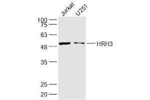 Lane 1: jurkat  Lane 2: U251 lysates probed with HRH3 Polyclonal Antibody, Unconjugated  at 1:300 dilution and 4˚C overnight incubation. (HRH3 antibody  (AA 281-380))