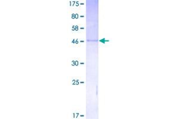 IGF2 Protein (AA 1-180) (GST tag)