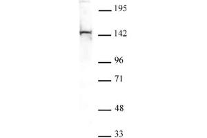 PGC1-β antibody tested by Western blot. (PPARGC1B antibody  (N-Term))