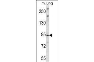 Western blot analysis in mouse lung tissue lysates (35ug/lane). (UNC45B antibody  (N-Term))