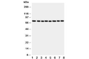 Western blot testing of CYPOR antibody and rat samples: 1.
