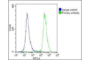 Overlay histogram showing U-2 OS cells stained with (ABIN1538845 and ABIN2849604)(green line). (N6AMT1 antibody  (N-Term))
